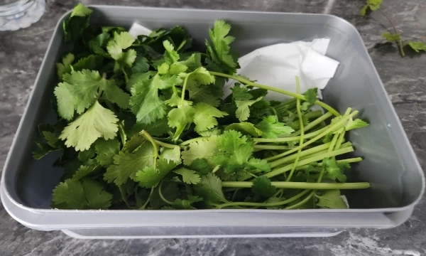 du persil et de la coriandre sur du papier essuie-tout dans une boîte