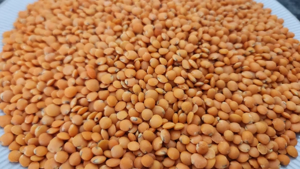 Les lentilles corail